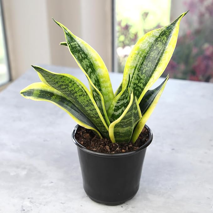 Altman Plants Live Snake Plant (Superba), Approx. 13" Tall, Virtually Indestructible, Easy Succulent Houseplant, 4 in Pot