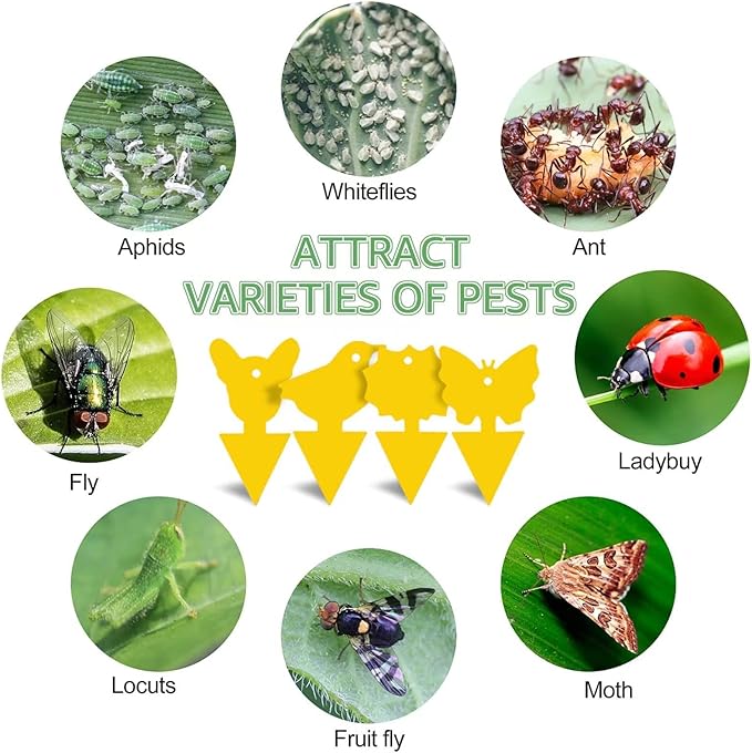 Sticky Traps for Fruit Fly Gnat Mosquito and Bugs | Insert or Pin Anywhere with Butterfly Pins | Indoor & Outdoor Dual-Side Use| Non-Toxic & Odorless | Extremely Sticky (36 Count)