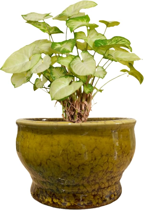 Cute Circular Ceramic Home Garden Decoration Succulent Cactus Flower Pots Container No Tray-Plant Not Included (Yellow, 4.3 inch)