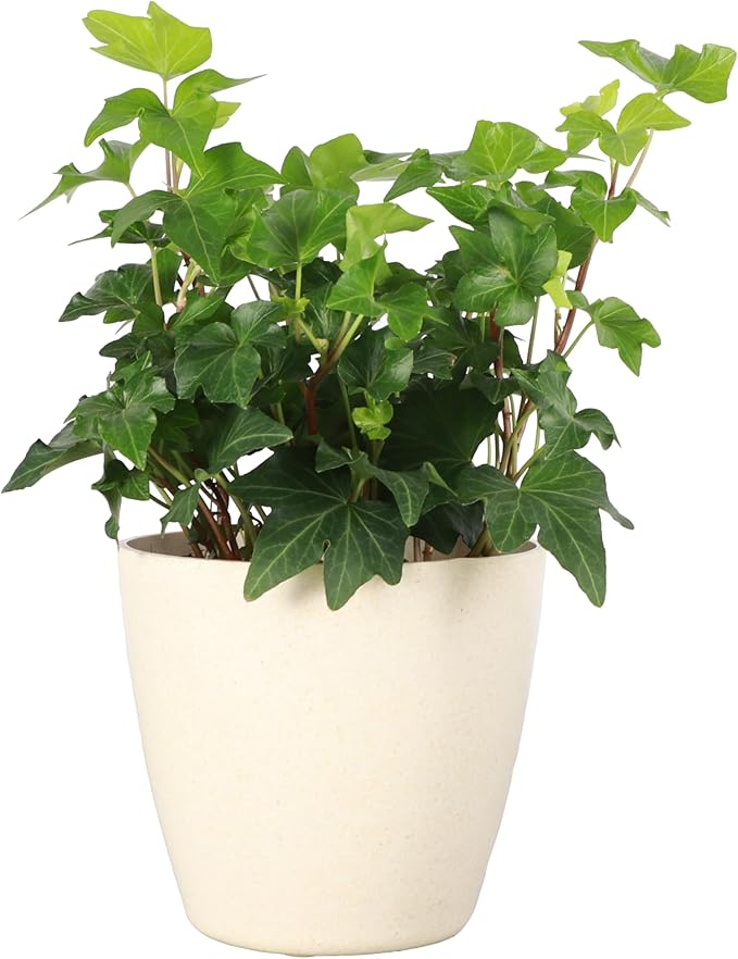 Thorsen's Greenhouse Live Green English Ivy Plant, Hedera Helix, Natural Air Purifier, Easy to Grow, Live Indoor Houseplant, 4" Diameter Pot (Natural)