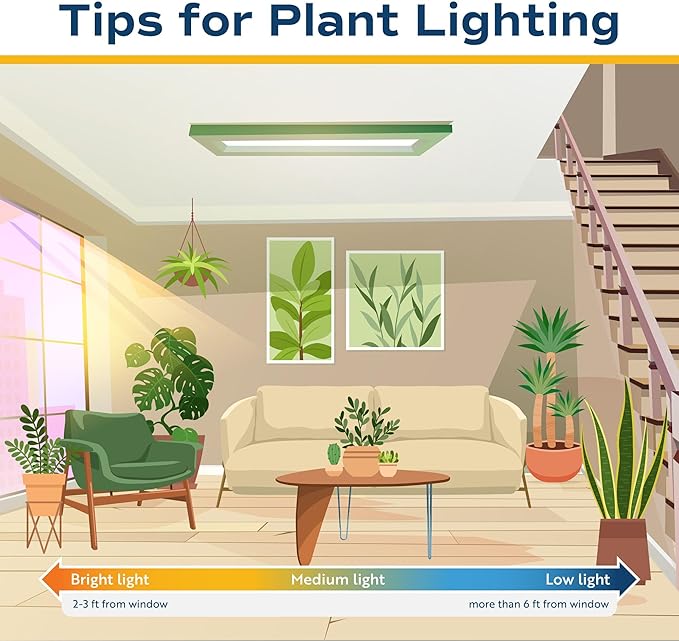 Costa Farms White Bird of Paradise Live Indoor Plant, Strelitzia nicolai, 4-5 Feet Tall Extra Large Tropical Floor Plant, Air Purifying Houseplant, Housewarming Gift or Office Decor