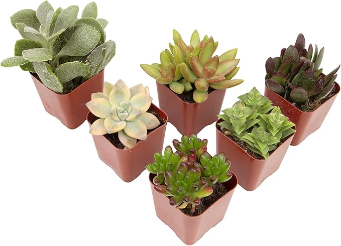 Succulents Plants Live (6PK) Potted Succulent Plants Live House Plants, Cactus Plants Live Plants Indoor Plants Live Houseplants, Indoor Plant Succulents Live Plant House Plant by Plants for Pets