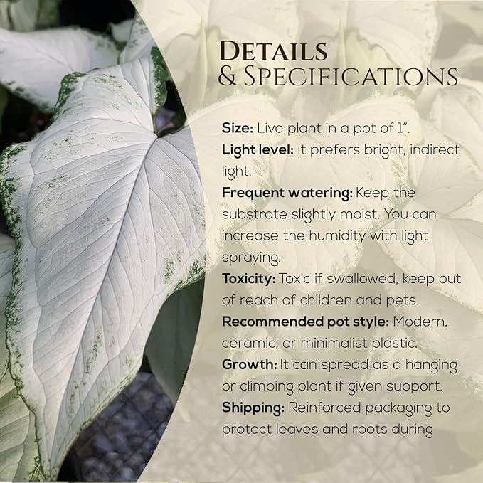 Syngonium Plant Collection (4 Pack) Live Starter Plants, Batik, Holly M, Milk Confetti, Neon Robusta, Rare Indoor Houseplants, Easy Care Arrowhead Vine Plants Live