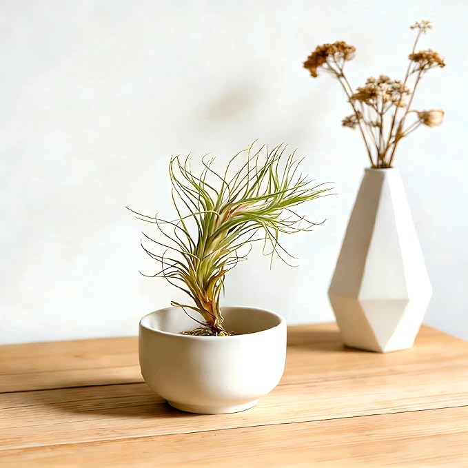 Air Plants Live Tillandsia FUNCKIANA Easy Care Live Air Plants, Natural Succulent Style Houseplants for Indoor & Outdoor Home Garden Décor, Wall & Terrarium Display