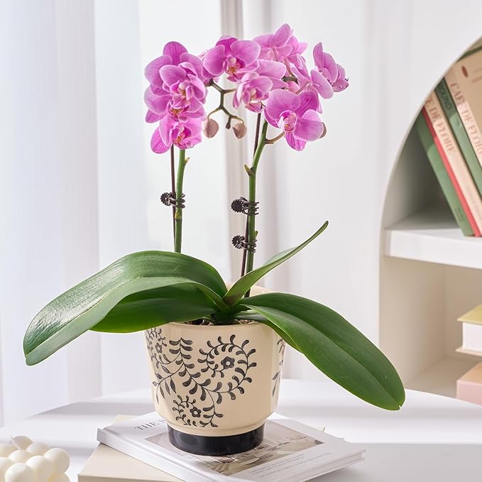 STHIE Indoor Ceramic Plant Pots with Drainage Holes 5 Inch Cute Succulent Flower Pots Small Orchid Planter Pots for Indoor Plants Garden Pots, Flower