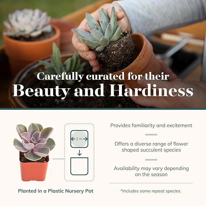 Shop Succulents Echeveria & Rosette Live Succulent Variety Pack – Fully Rooted 2" Potted Plants for Gifts, Favors, DIY Projects, Terrariums, Home Décor, and Garden Arrangements, 256 Pack