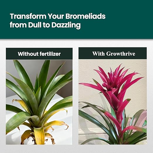 Bromeliad Liquid Fertilizer – 10 oz Organic Plant Food for Bromeliads, Air Plants & Tillandsia | Natural Probiotic Formula, Enhances Leaf Growth, Root Strength & Flower Color
