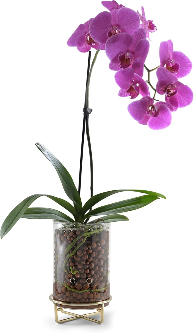Pot & Pebble - C9 Glass Planter with Decorative Metal Base - Plant Propagation Station with Water Level Control - Plant Cutting Holder for LECA Clay Pebbles/Similar Media - Semi Hydroponic Planter