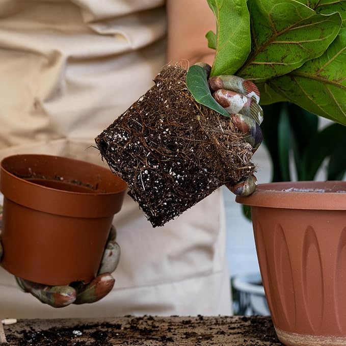Doter Organic Fiddle Leaf Fig Potting Mix 1qt, Indoor Plants Potting Mix for All Potted Ficus Lyrata Plant, Grow Healthy houseplants Indoors