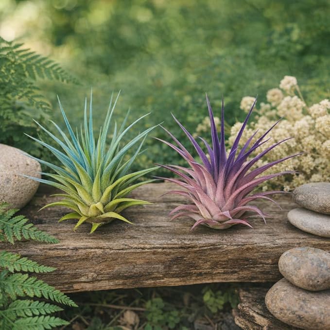 Live Colored Air Plants 2 Pack - Vibrant Color Enhanced Tillandsia, Easy Care Indoor Outdoor Houseplant, Home Decor, Terrariums & Gifts