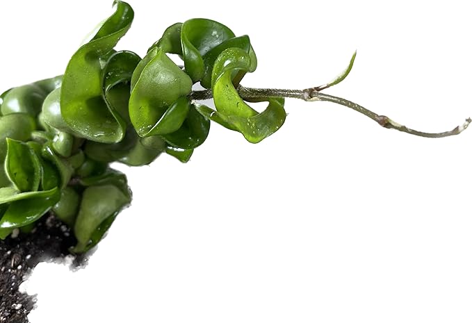 Hoya Compacta in 4" Pot aka Hoya Hindu Rope Plant or Hoya Krinkle Kurl - Hoya Plant Live Houseplants - Live Hoya Plant - Hoya Compacta Live Plant - Air Purifying Plant - Pet Friendly Plant