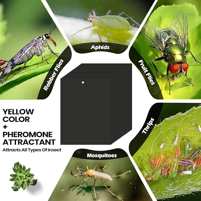 Qualirey 100 Pcs 6 x 8 Inch Sticky Traps for Plant Double Sided Sticky Trap for Gnats with Twist Ties Fly Traps for Fruit Insect Fungus Bugs Indoor Outdoor (Black)