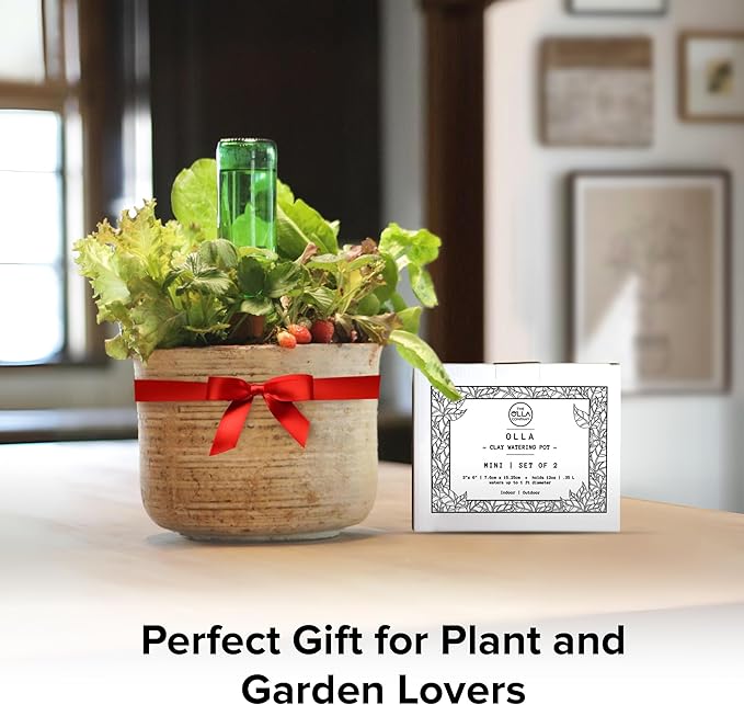 The Olla Company Classic Olla Watering Pot with Lid - Terracotta Self Watering Irrigation up to 1 ft in Diameter for Gardens, Raised Beds, and Small Pots - Vacation Friendly - Mini - Set of 2