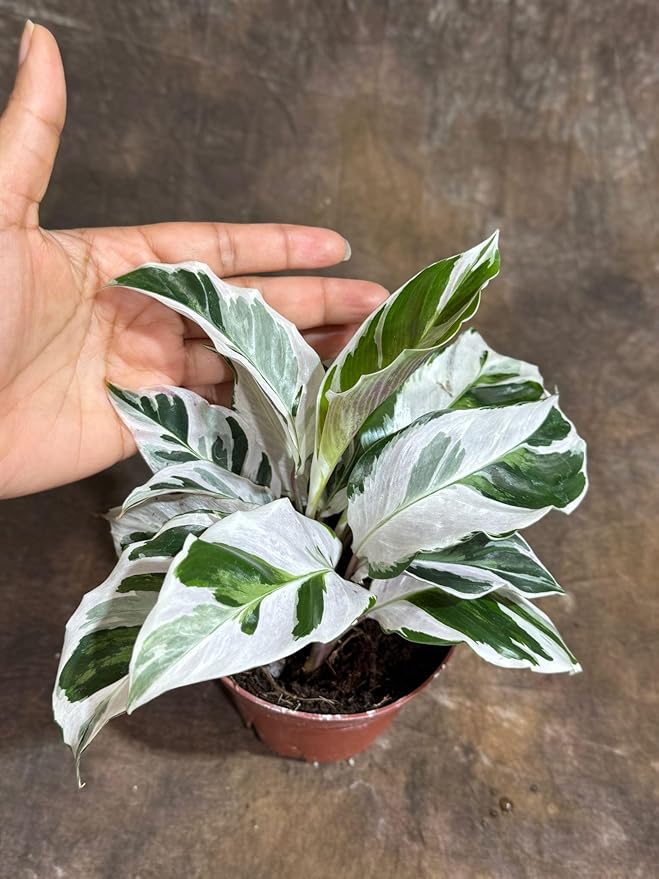 PLANTVERS Live Calathea Plant – Low-Maintenance Indoor Houseplant | Low-Light & Easy-Care Pet-Friendly Plant | Air-Purifying Tropical Houseplant (Calathea White Fusion, 4" Nursery Pot)