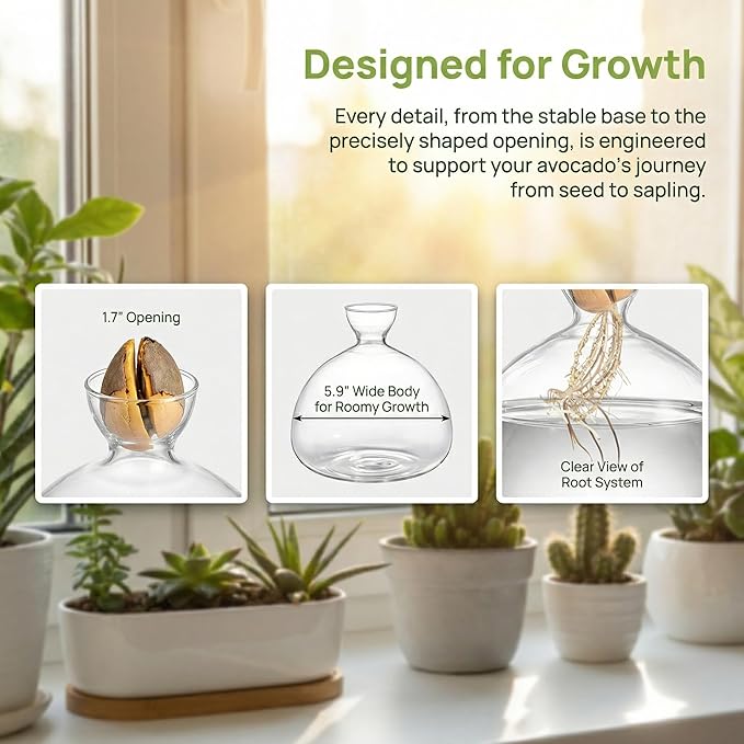 Hiceeden Avocado Seed Starter Vase Planter, Clear Avocado Tree Growing Kit Pot, Medium Avocado Vase Grow Glass Plant Pot Gift for Indoor Outdoor
