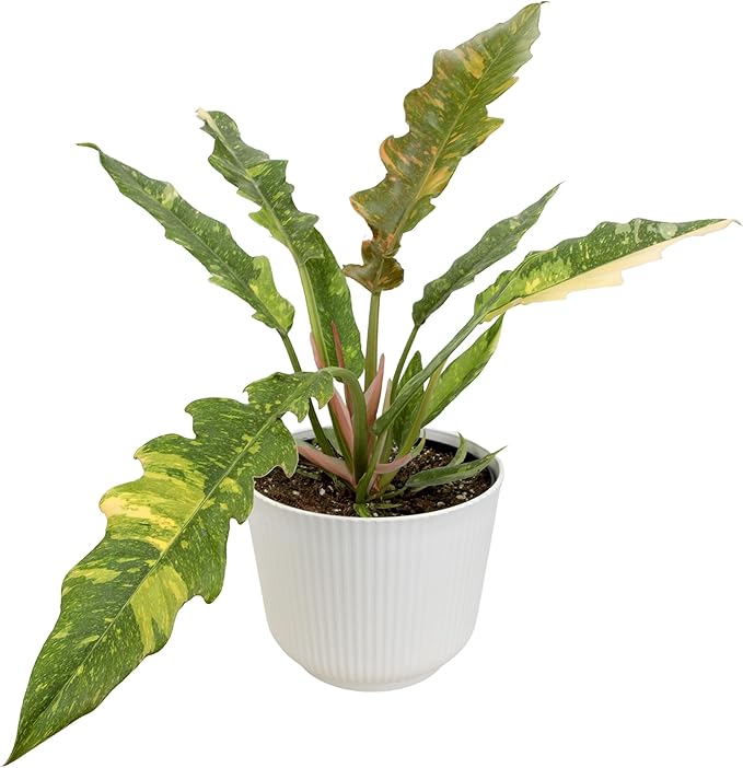 Variegated Ring of Fire Philodendron Houseplant Decor, Air Purifying Houseplants in 6" White Pot, Unique Live Gift, Indoor Planters, Real Plants, Decorative Variegated Plants by Plants for Pets