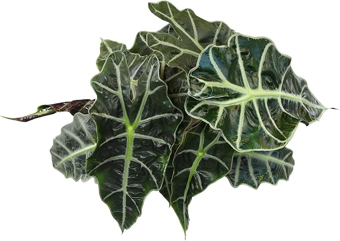 Altman Plants 'Polly' Alocasia Live Plant Decor in 6 Inch White Plastic Plant Pot, Elephant Ear Plant Gift & Desk Plant, Easy Plant & Indoor Plant, Air Purifying Plants in Indoor Potting Soil Mix