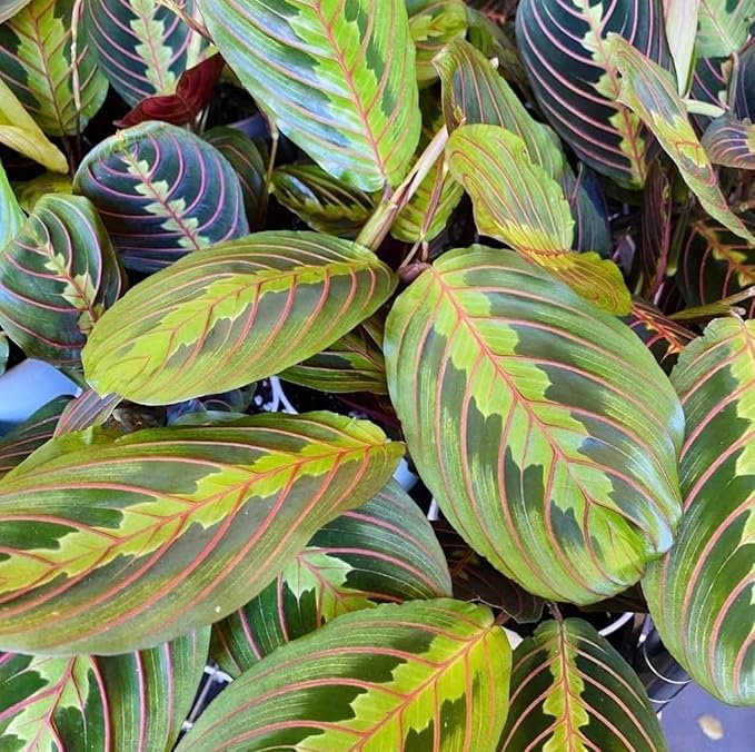 Live Plant, Red Maranta Prayer Plant, Pet Friendly, Air Purifying Plant, Easy Care, Easy to Grow Live Indoor Plant, Houseplant, Rare Indoor Plant, Home Décor Pot (White)