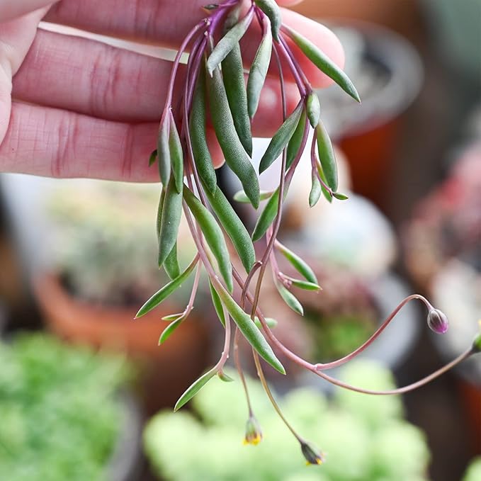 Sprout N Green Ruby Necklace, Othonna capensis L.H.Bailey Live Succulent Rooted in 4" Pot, Purple Hanging Trailing Plant for Home Office Wedding Decoration DIY Project Party Favor, Pet Friendly