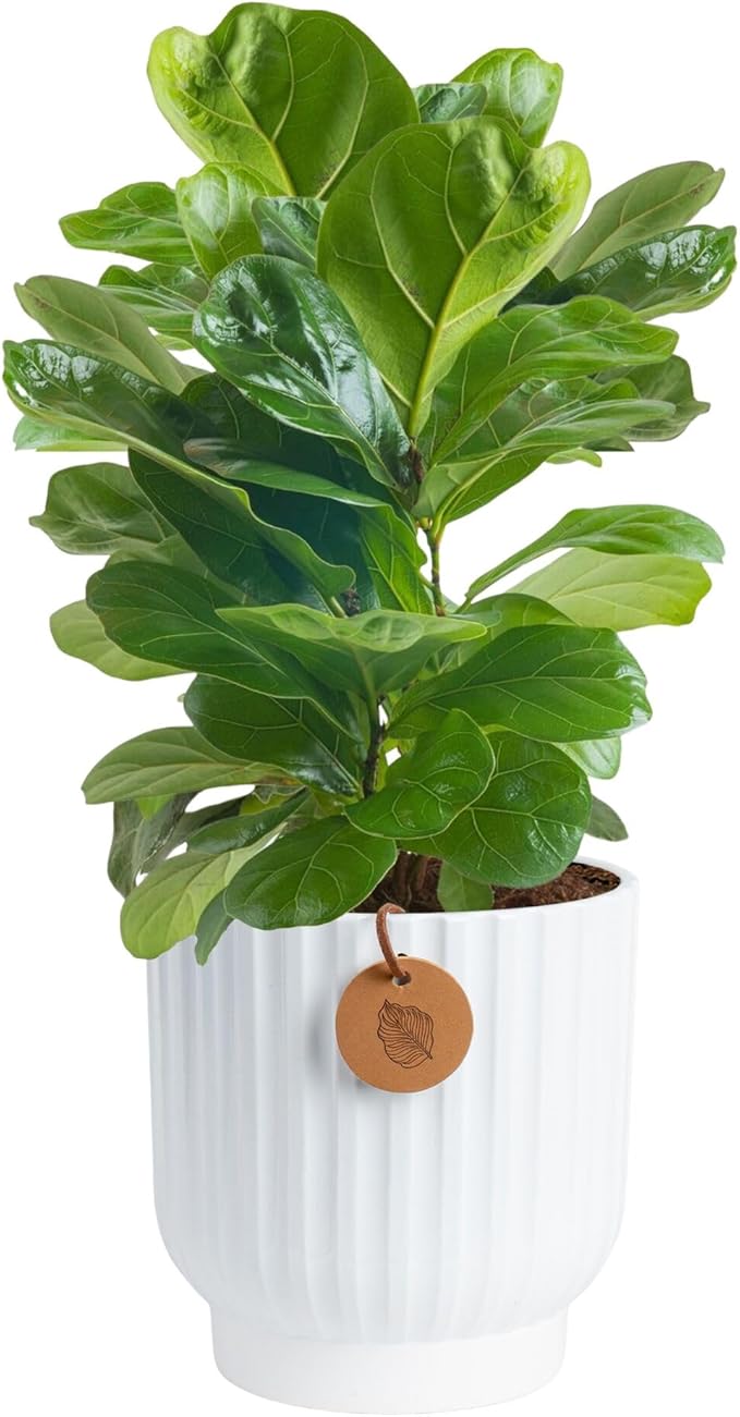 Costa Farms Fiddle Leaf Fig Tree Live Plant, Little Ficus Indoor Plant in Modern Decor Planter, Houseplant Potted in Potting Soil, Birthday, Housewarming, Home Decor, 1-Foot Tall