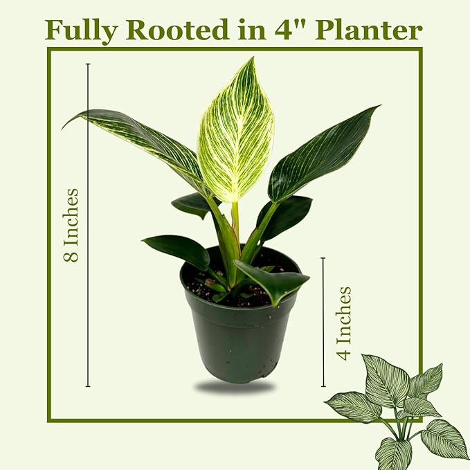 Philodendron Birkin Live Plant in 4" Pot - Philodendron Plant Live Easy to Care and Grow - Indoor Air Purifying Houseplants for Home Office Wedding Decor & Birthday Gift (Heat Pack Included)