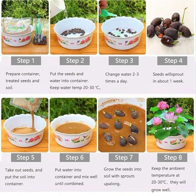 Lotus Flower Seeds for Home Planting Ornamental, Mixed Pink & Red Flower, Can Purify Water and Air, Aquatic Plant for Courtyard, Hotel, Goldfish Pond, Water Lily Seeds