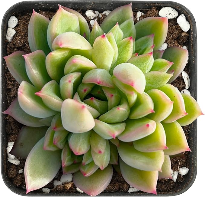 Sprout N Green Echeveria 'Mebina', Rare Live Succulent Plant in 2" Planter with Soil, Home Office Indoor Outdoor Wedding Decoration DIY Projects Party Favor