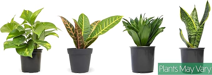 Essential Houseplant Collection (4PK) in 4.25" Grower Pots, Easy Air Purifying Plant Pack with Pothos, Syngonium, Philodendron, & More Popular Live Houseplants for Beginners by Plants for Pets