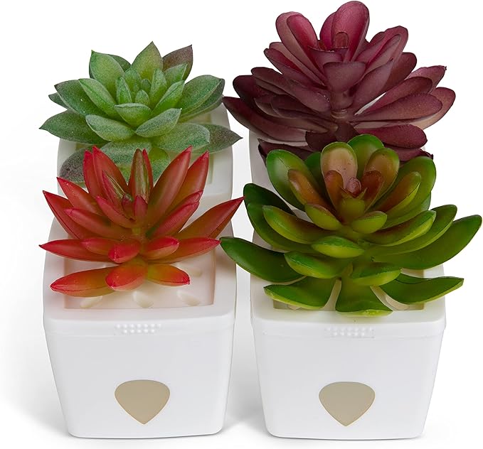 ZendoZones Succulent Fruit Fly Trap – Mellow Molly Design with White Base – Eco-Friendly Indoor Fruit Fly Control – Easy-to-Use Decorative Trap