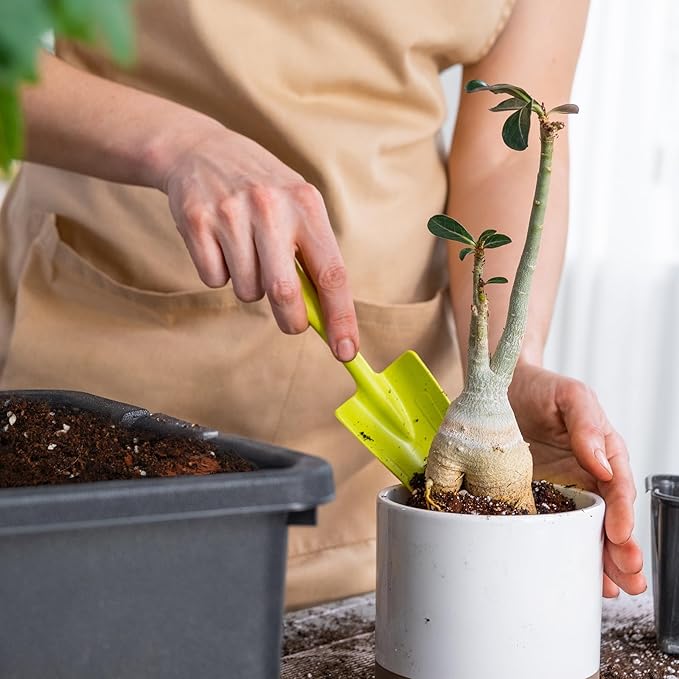 Doter Organic Money Tree Soil Mix 4qt, Indoor Plants Potting Mix for All Potted Money Tree, Grow Healthy houseplants Indoors