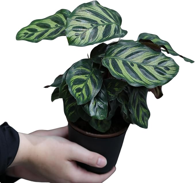 PLANTVERS Calathea Makoyana in 4inch Nursery Pot | Peacock Calathea | Air Purifier Plant | Live Topical Houseplant | Indoor Gift Plant | Low Light Plants for Home Decor