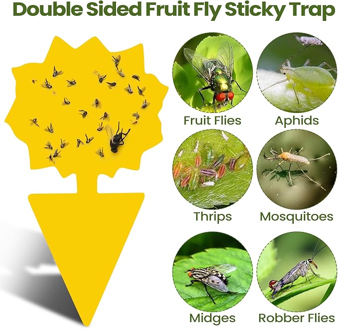 Qualirey 50 Sheets Fruit Fly Sticky Traps for Fruit Fly Gnat Trap for House Indoors Sticky Traps Catcher for Gnats Fungus Gnats Mosquito Catcher Kitchen Outdoor Plants(Classic Style, Yellow, Green)