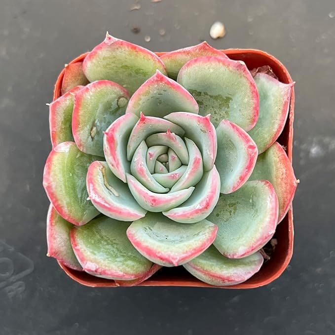 Sprout N Green Echeveria 'Silhouette', Mini Live Succulent Fully Rooted in 2" Pot with Soil Mix, House Plant for Indoor Outdoor Home Office Wedding Decoration Party Favor, Pets Friendly, Easy to Care