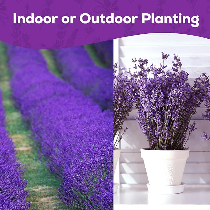 English Lavender Seeds for Planting - 1500+ Heirloom, Non-GMO Seeds - High Germination, Fragrant Purple Flowers Herb Seeds for Home Garden, Indoor/Outdoor