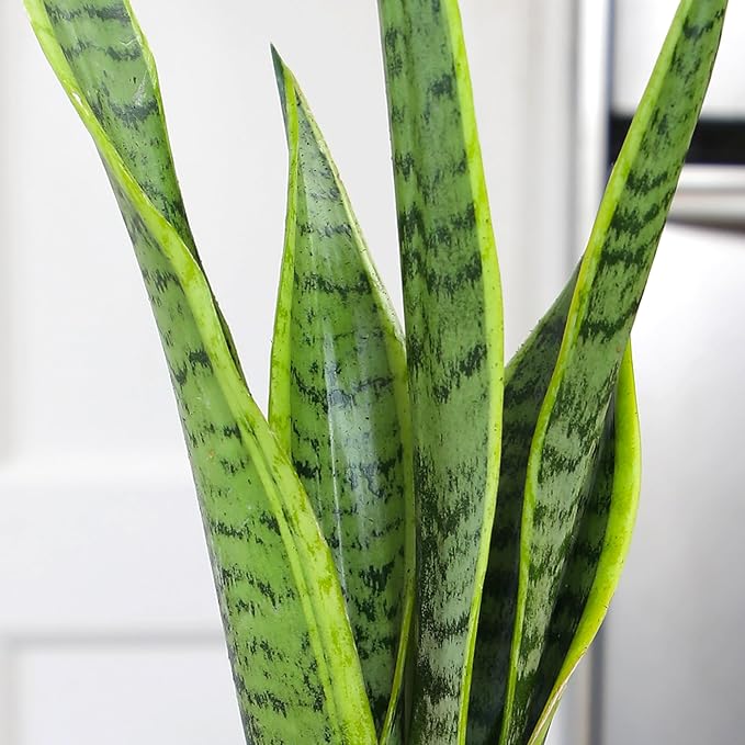 Altman Plants Sansevieria Laurentii Snake Plants (Approx. 10" Tall) in White Planter, Variegated Snake Plant Decor, Easy Plant Gift & Desk Plant, Live Snake Plant Live Indoor with Pot, Air Purifying
