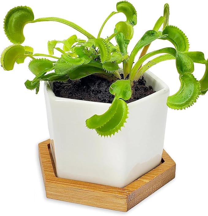 Venus Fly Trap Live Plant with White Ceramic Pot + Carnivorous Plant Soil and Live Venus Flytrap