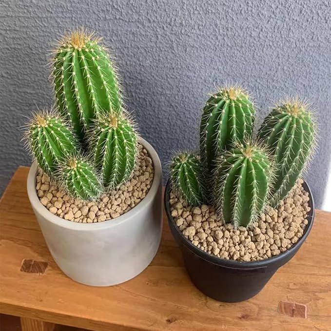 YISZM Succulent and Cactus Maifanitum Stones Garden Accessorie Rocks Pumice for Indoor Plants, Bonsai, Fairy Gardening, Vases Fillers, Terrarium, 5lb