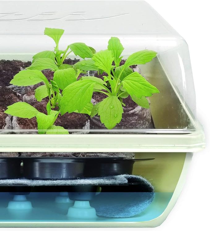 Jiffy Seed Starter Tray Kit - Self-Watering, High Germination Rate, Seedling Tray - 2 Pack, Peat/Plastic
