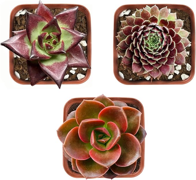 Succulent Plants (3 Pack), Live Succulents Fully Rooted in 2" Grower Pots, Unique Potted House Plant for DIY, Home Decor, Wedding Party Favor (Dark Color Varieties)
