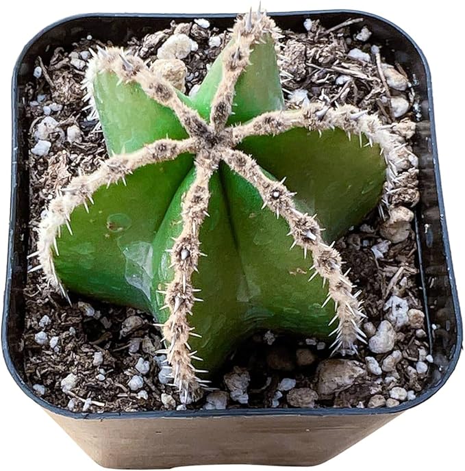 Live Succulent Mexican Fence Post Cactus, 2 Inch Fully Rooted Potted Plant, Easy Care & Drought Tolerant, Indoor Houseplant for Home Decor