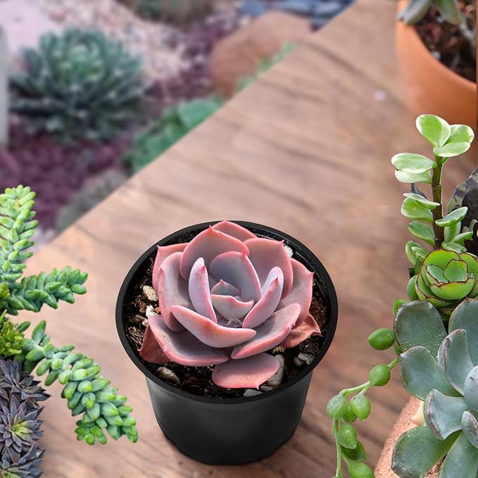 Sprout N Green Echeveria 'Dusty Rose', 1 Live Rare Mini Succulent Plant Fully Rooted in 2" Pot, Real House Plant for Indoor Outdoor Home Office Wedding Decoration Party Favor