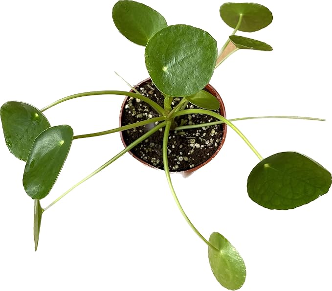 Chinese Money Plant Live - Pilea peperomioides Live Plant | Easy Care Indoor Houseplant | Air Purifying | 4-Inch & 6-inch Pot Available | California Seller (4" Pot, One Small Plant)