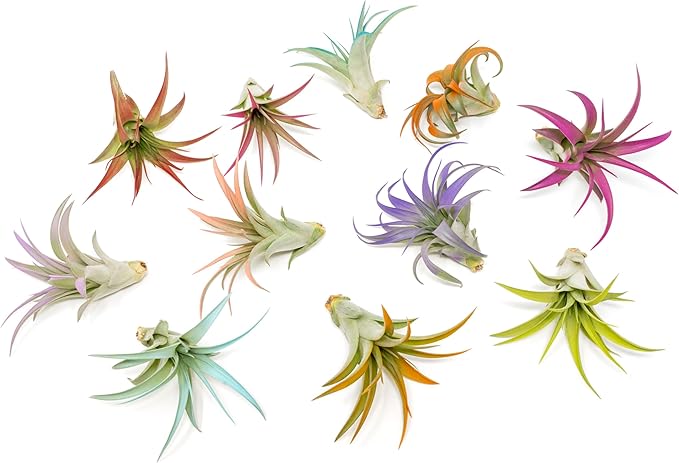 Fuchsia Colorful Tillandsia Air Plants - Long Lasting Color Enhanced Live Tillandsia Succulent House Plants - Home and Garden Decor - Easy Care Indoor/Outdoor Plants (Brachycaulos Abdita, Pack of 3)