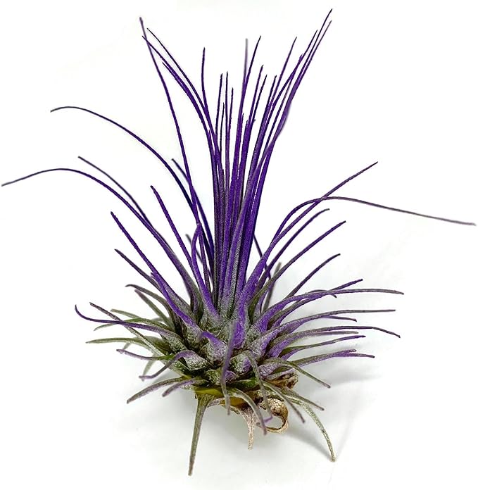 Thin Colored Air Plant, Live Tillandsia House Plant, Easy Care Indoor Outdoor, Great Gift, Healthy Arrival Guaranteed, (Purple)