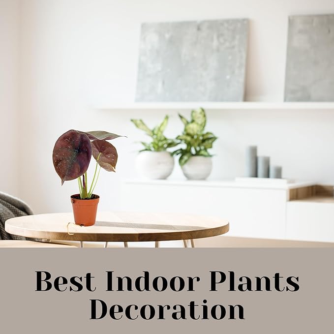 Alocasia Live Plant Starter in 2" Pot - Pet Safe Easy to Grow Air Purifying Indoor House Plants Flowers for Home Office Wedding Decor & Birthday Gift (Heat Pack Included)