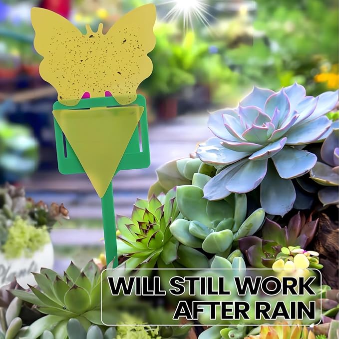 Fruit Fly Trap for Indoors Fungus Gnat Killer Indoor Sticky Traps for Mosquito and Flying Insects Yellow Sticky Paper Sheets 30 Pack Succulents