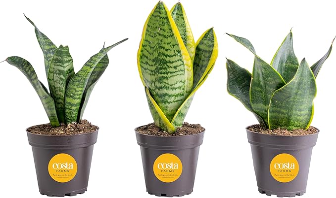Costa Farms Snake Plant, Live Plants in Plastic Pots, Easy to Maintain, Air Purifying Indoor Succulent Houseplants, Assorted Variety, Home, Room, or Office Decor, Pack of 3, 8-12 Inches Tall
