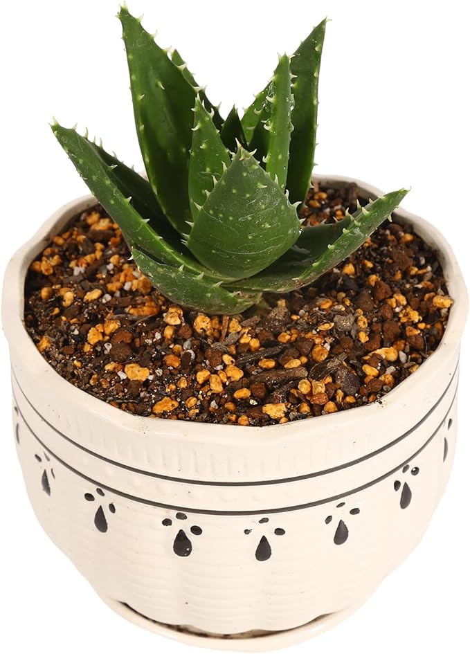 Japanese Cactus, Succulent & Aloe Vera Potting Soil Mix - 6L Peat-Free