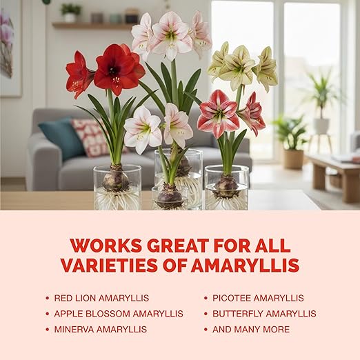 Amaryllis Fertilizer – Liquid Plant Food for Bigger Blooms, Stronger Bulb Development & Vibrant Flower Color, 32 oz