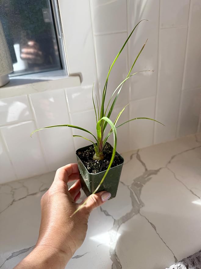 Ponytail Palm (Beaucarnea Recurvata) Live Indoor House Plant in 2-Inch Pot – Low Maintenance, Air-Purifying Plant (3)